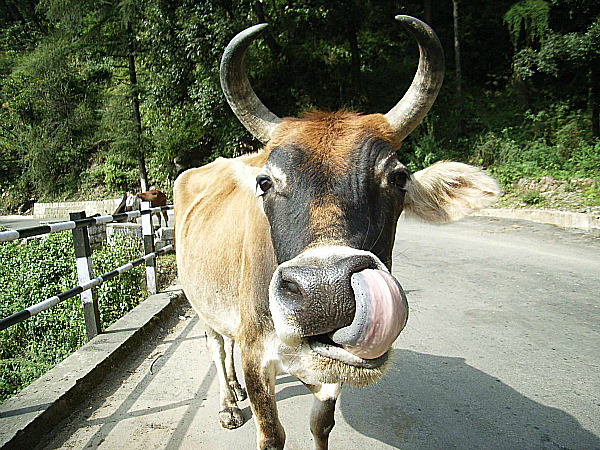 cow india